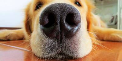Паспорта для собак будут делать по отпечатку носа