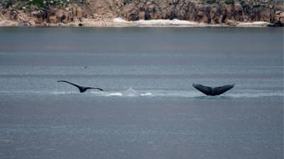 Новый вид китов в Мексиканском заливе сразу признали вымирающим