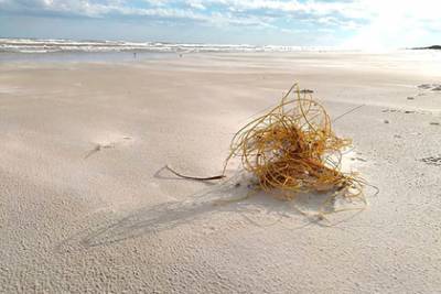 Похожее на моток веревки загадочное существо выбросило на пляж
