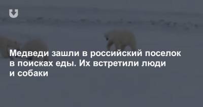 Медведи зашли в российский поселок в поисках еды. Их встретили люди и собаки - news.tut.by - Чукотка