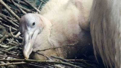 Очаровательный птенец кудрявого пеликана появился в Московском зоопарке