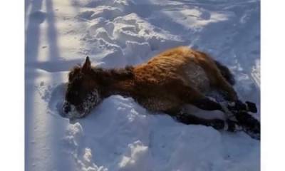 В Башкирии спасли заблудившегося в лесу жеребёнка, который мог замёрзнуть