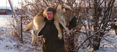 Охотники добыли пять волков, терроризировавших жителей поселков на севере Карелии