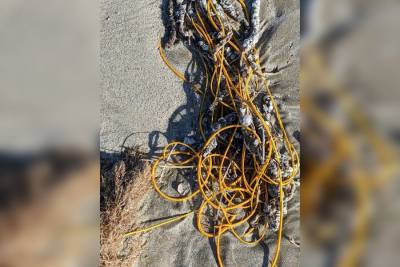 Похожее на моток веревки существо выбросило на пляж в Техасе