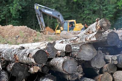 В России появится единая система учета сделок с древесиной