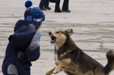 В Смоленской области оштрафовали хозяина собаки, покусавшей ребенка