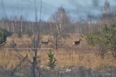В Чернобыле кони с оленями нашли известь и пришли полакомиться: Фото