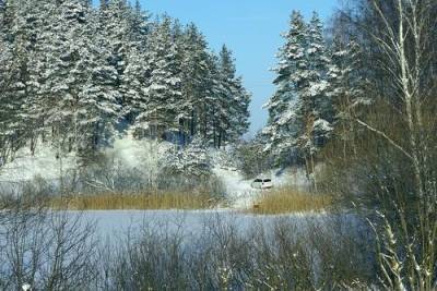 Жителю Нижегородской области грозит до 7 лет лишения свободы за незаконную вырубку деревьев в лесу
