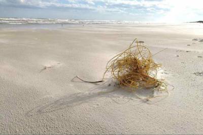 В США на пляж выбросило существо, похожее на моток желтой веревки