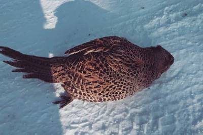 Птицы стали замерзать на лету от аномальных морозов в российском регионе