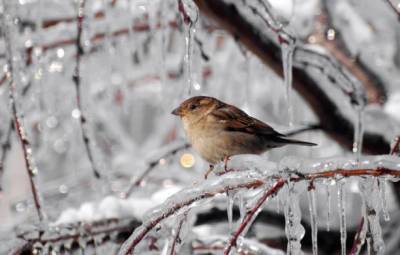 В Украину возвращается зима: погода резко изменится за одну ночь