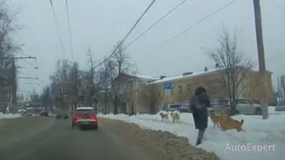 В Иванове на девушку напала стая бездомных собак