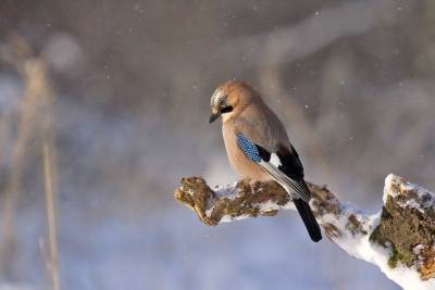 Птицы стали замерзать на лету из-за морозов в Приамурье