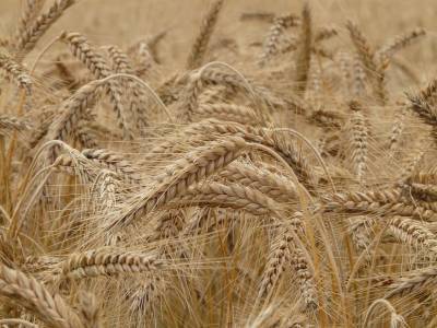 Рязанские производители приветствуют решение повысить экспортные пошлины на зерно