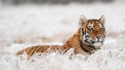 Раненую беременную тигрицу спасают специалисты в Приморье