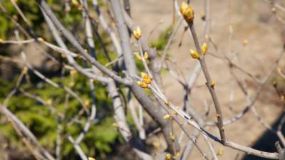 В Крыму ученые обнаружили неизвестное науке дерево с мутировавшими листьями