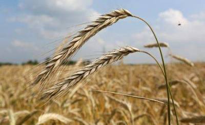 РФ введет плавающую пошлину на пшеницу со 2 июня