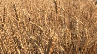 Аграрии рассказали о последствиях введения пошлин на экспорт зерна