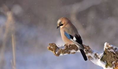 На Амуре птицы падают на лету из-за 50-градусного мороза