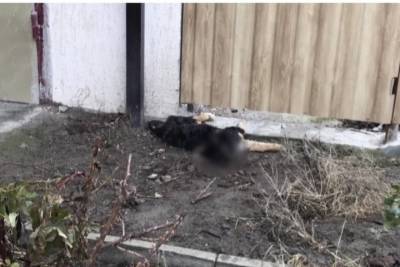Тюрьмой за расстрел щенка угрожают жителю Северной Осетии