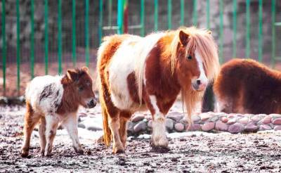 Ташкентский зоопарк при помощи пользователей соцсетей выбрал имя для своего нового жильца – недавно родившегося пони