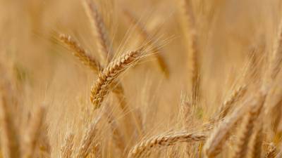 Минэкономразвития обозначило размер пошлины на экспорт пшеницы