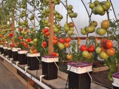 Японский метод выращивания томатов: основные правила