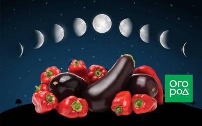 Лунный календарь 2021: выращивание перца и баклажанов