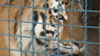 На Черниговщине тигр загрыз работника зоопарка