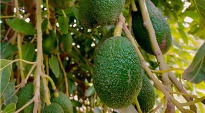 Ученые обнаружили связь между употреблением авокадо и рассеянным склерозом
