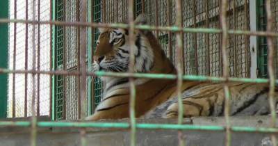 В Черниговской области тигр загрыз мужчину, который хотел его покормить (фото)