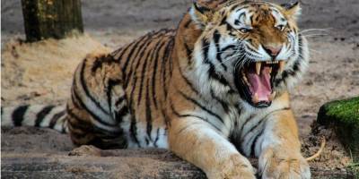 Прокусил шею. В Черниговской области тигр загрыз работника зоопарка