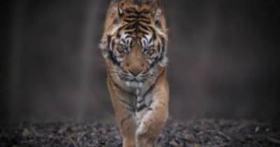 Тигр загрыз сотрудника зоопарка на Украине