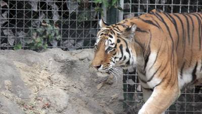 На Украине тигр напал на сотрудницу зоопарка