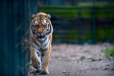 Тигр насмерть загрыз работника украинского зоопарка