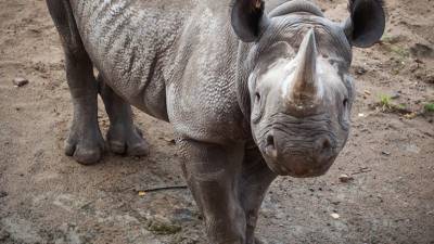 В аэропорту ЮАР конфисковали крупную партию рогов носорога