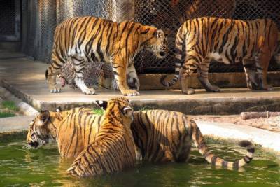 Тигр загрыз завсекцией диких животных украинского зоопарка