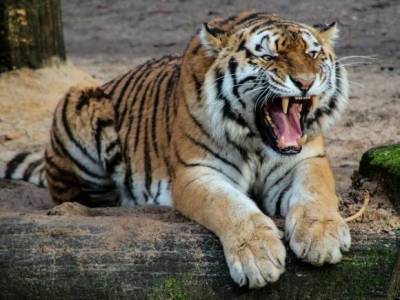 На Украине тигр насмерть загрыз работника зоопарка