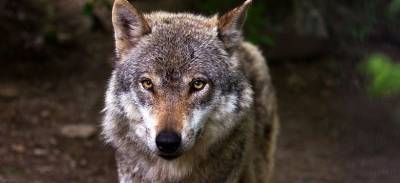 На территории охотничьих угодий Севастополя резко увеличилась популяция волков