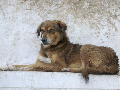 Собаке – собачья жизнь? Как в России борются с бродячими животными после закона об их защите