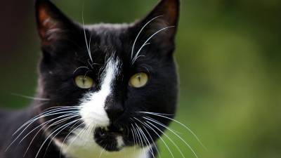 В США зоозащитники создали петицию с требованием расследовать гибель кота