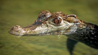 Поселившийся в бассейне крокодил навел ужас на жителей африканского города