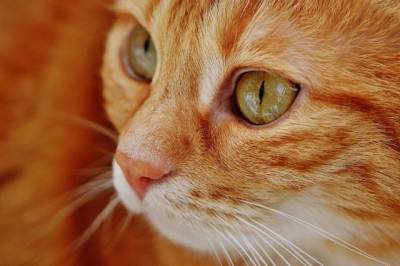 В США зоозащитники требуют расследовать гибель кота