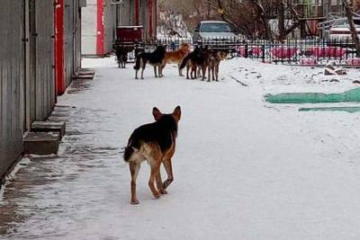 В Бурятии общественники ищут управу на бездомных собак