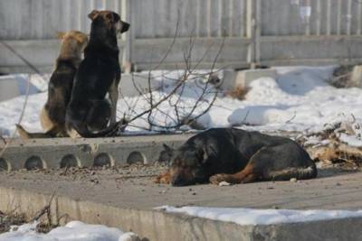 Школы Улан-Удэ пытаются защитить от нападений бродячих собак