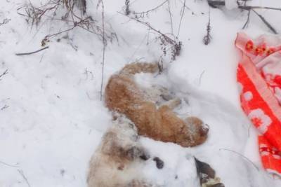 В поселке Зверосовхоз в Улан-Удэ обнаружили десятки мертвых собак и кошек