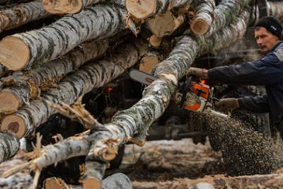 В России предложили ограничить экспорт древесины