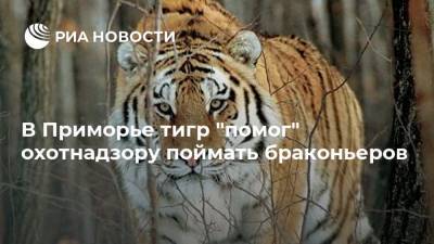 В Приморье тигр "помог" охотнадзору поймать браконьеров