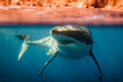 Одна из самых опасных акул перевернула каяк с двумя мужчинами