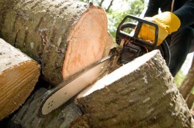 Житель региона заплатит государству за спиленные деревья более одного миллиона рублей